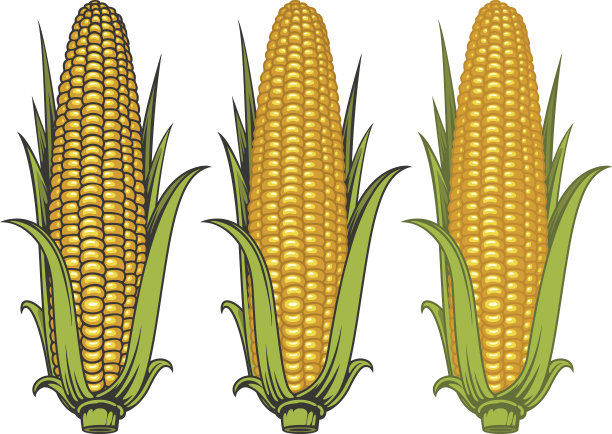 maize