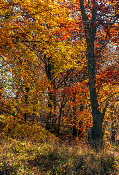秋日午后的树林