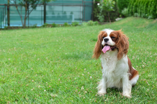 查尔斯王犬