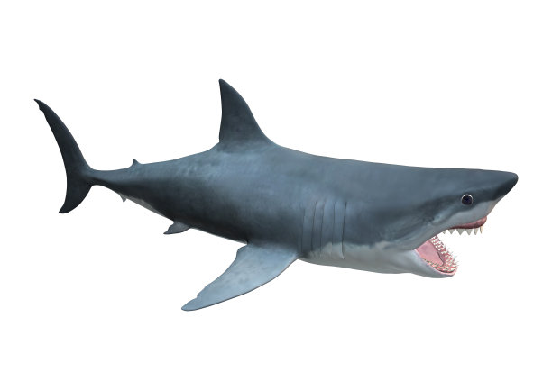 巨鲨