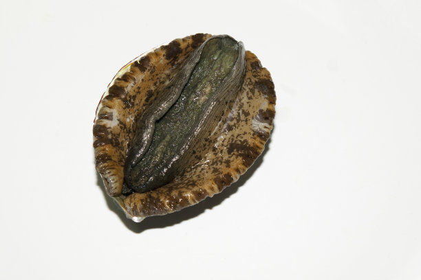 abalone