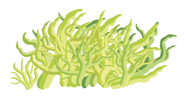 天然螺旋藻