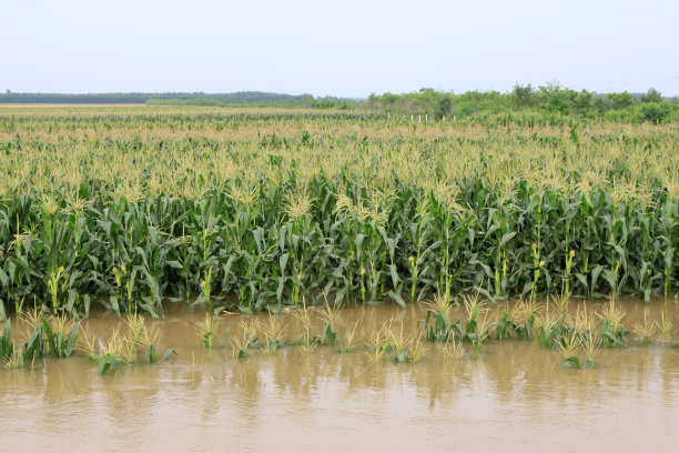 flood