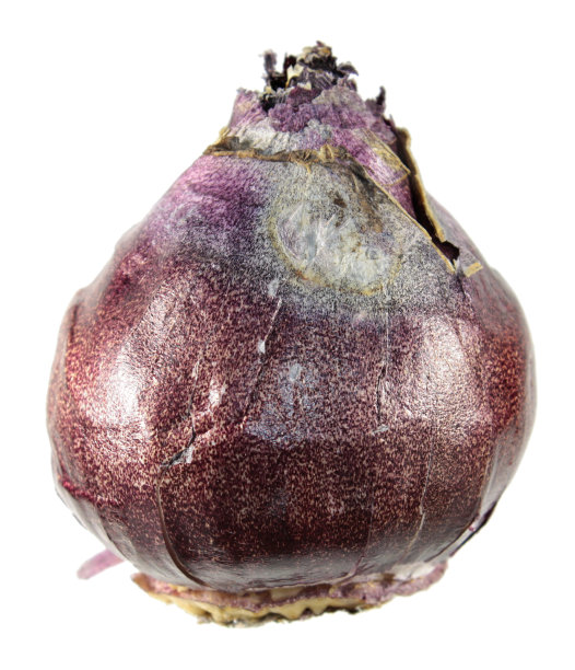 hyacinth