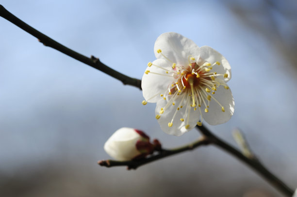 小金井市