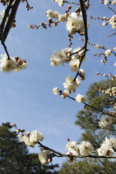 小金井市