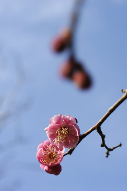 小金井市