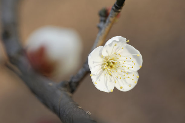 小金井市