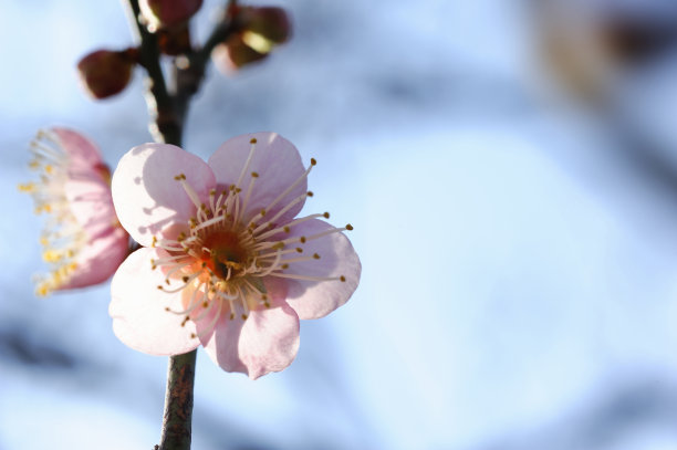 小金井市