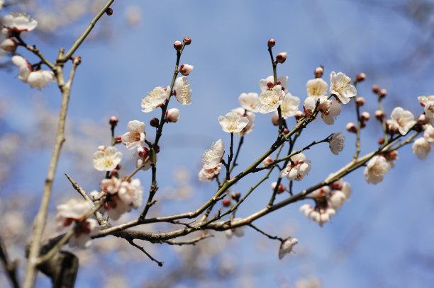 小金井市