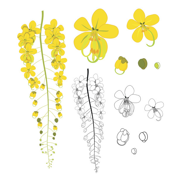 金链花