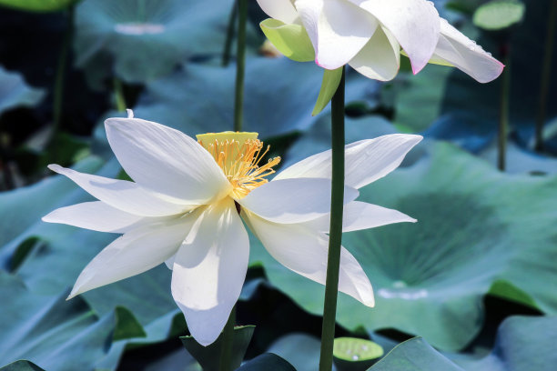 荷花蕾