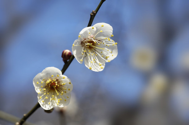 小金井市