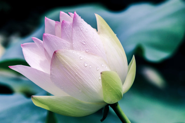 荷花蕾