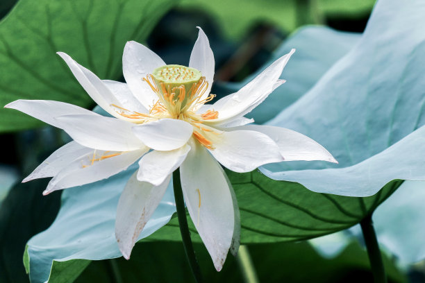 荷花蕾