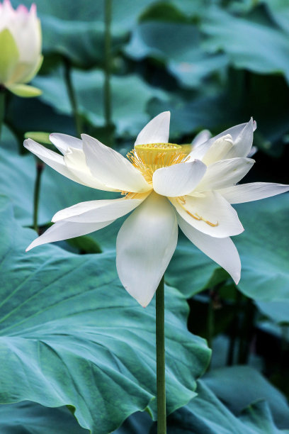 荷花蕾