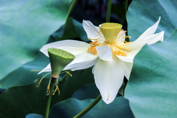 荷花蕾