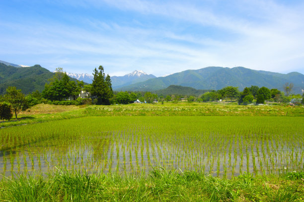 高山稻田