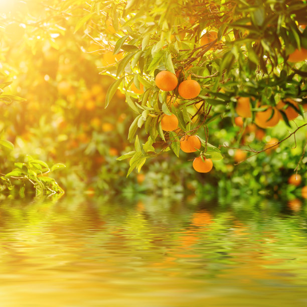 orchard