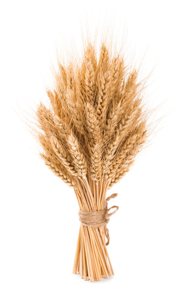 triticum