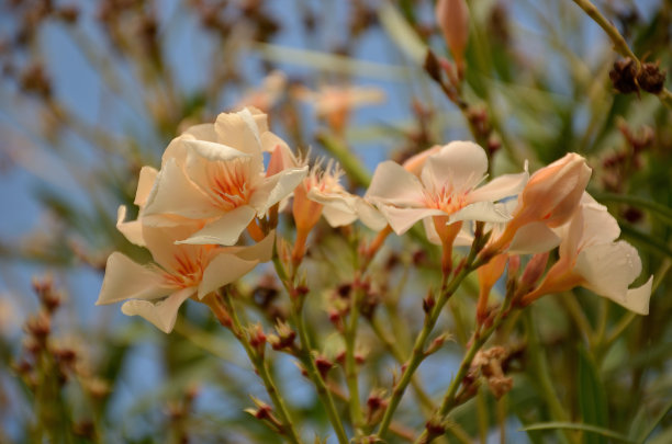 oleander