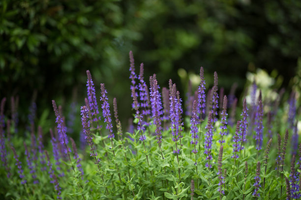 salvia