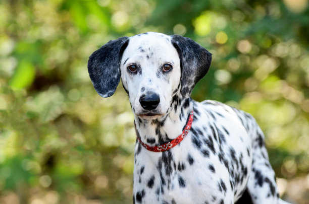 dalmatian