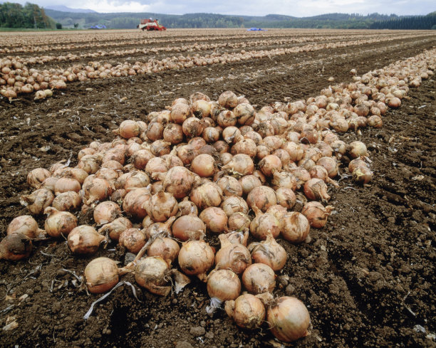 onions