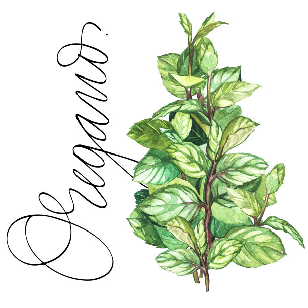 oregano