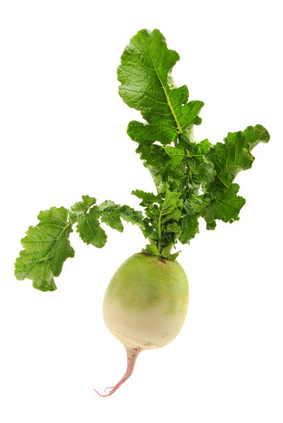 radishes