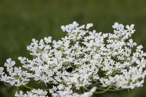 fennel