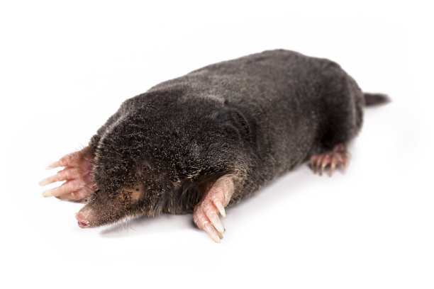 mole