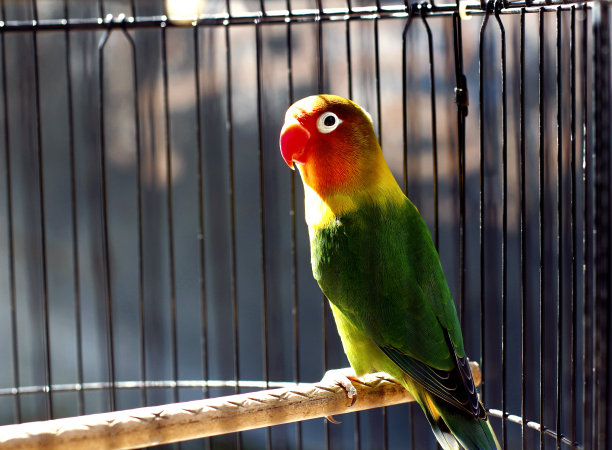 ara