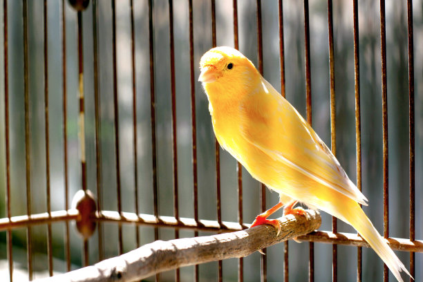 canary