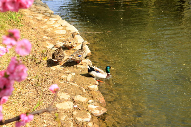 池边鸭子