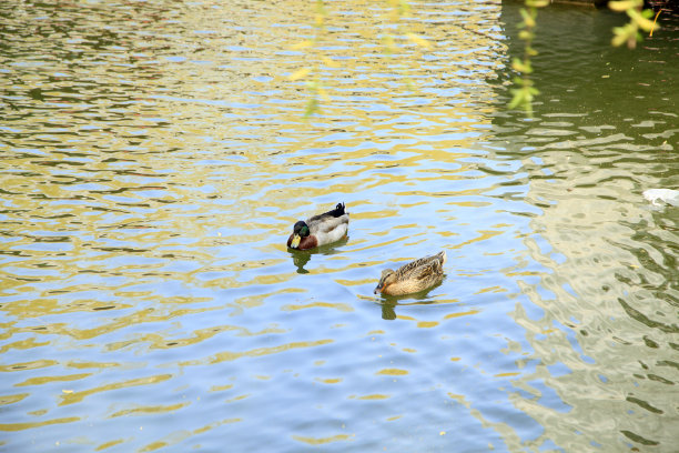 池塘游水的鸭子