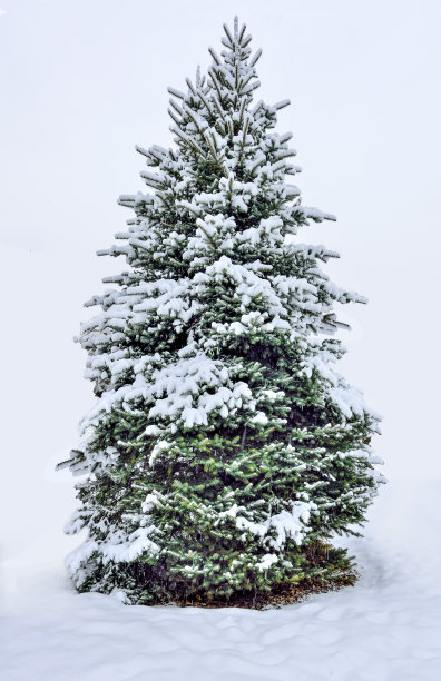 spruce