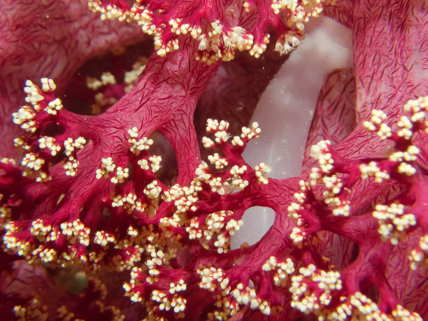 anemonefish