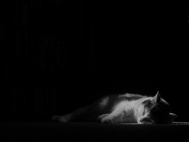 黑白猫咪