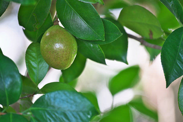 山茶子山茶籽