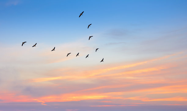 birds