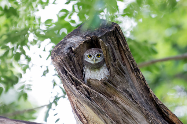 strix