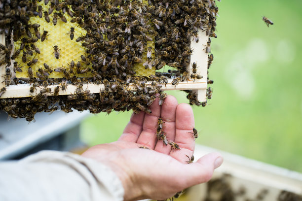 Beekeeper,蜂蜡,蜂箱