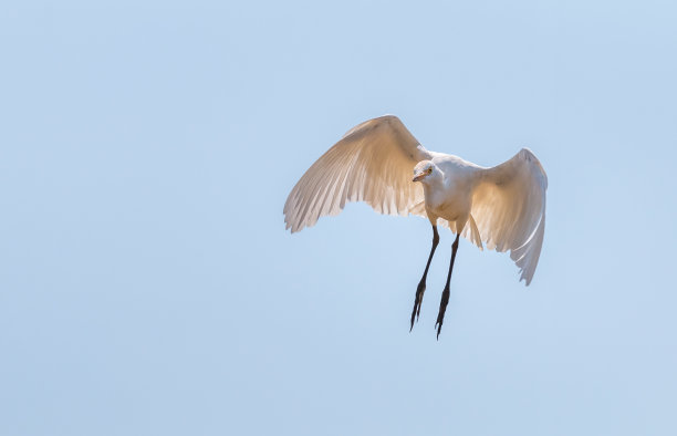 egretta