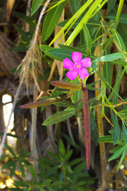 夹竹桃开花