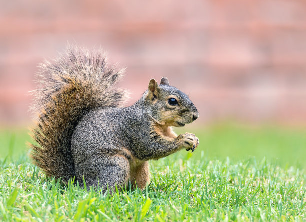 squirrel