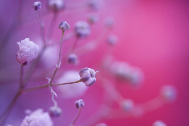 水香花菜