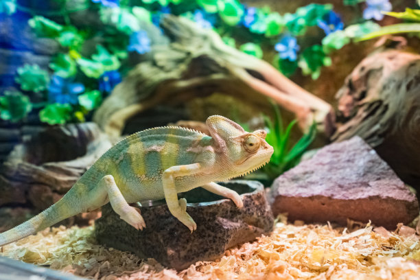 chamaeleon