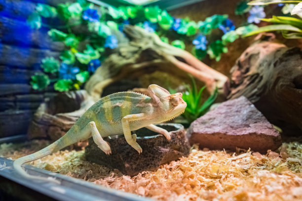 chamaeleon