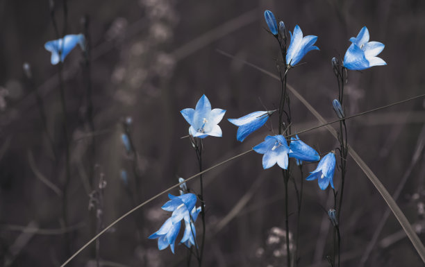 hyacinthoides